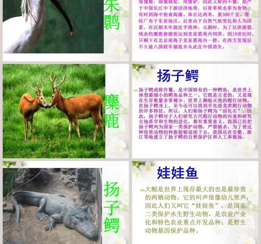 政务党建PPT模板-珍稀动植物保护工作汇报第5张