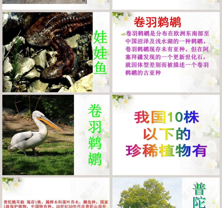 政务党建PPT模板-珍稀动植物保护工作汇报第6张