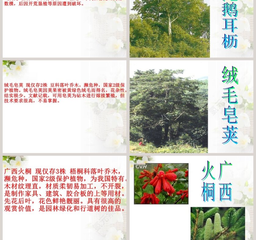 政务党建PPT模板-珍稀动植物保护工作汇报第7张