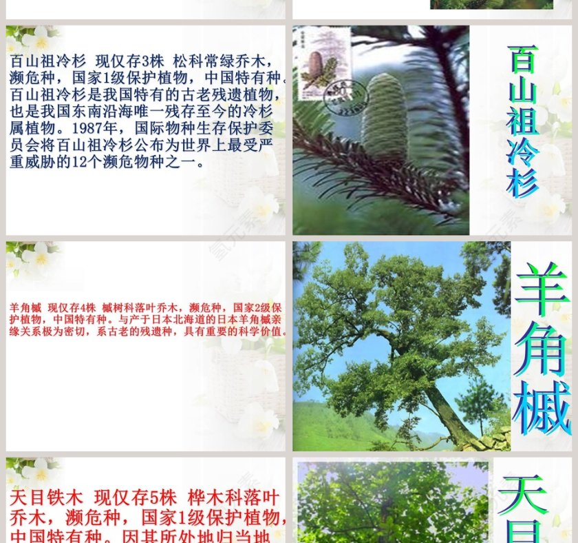 政务党建PPT模板-珍稀动植物保护工作汇报第8张