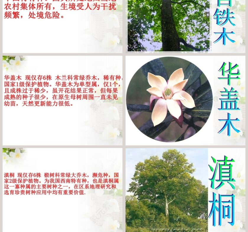 政务党建PPT模板-珍稀动植物保护工作汇报第9张