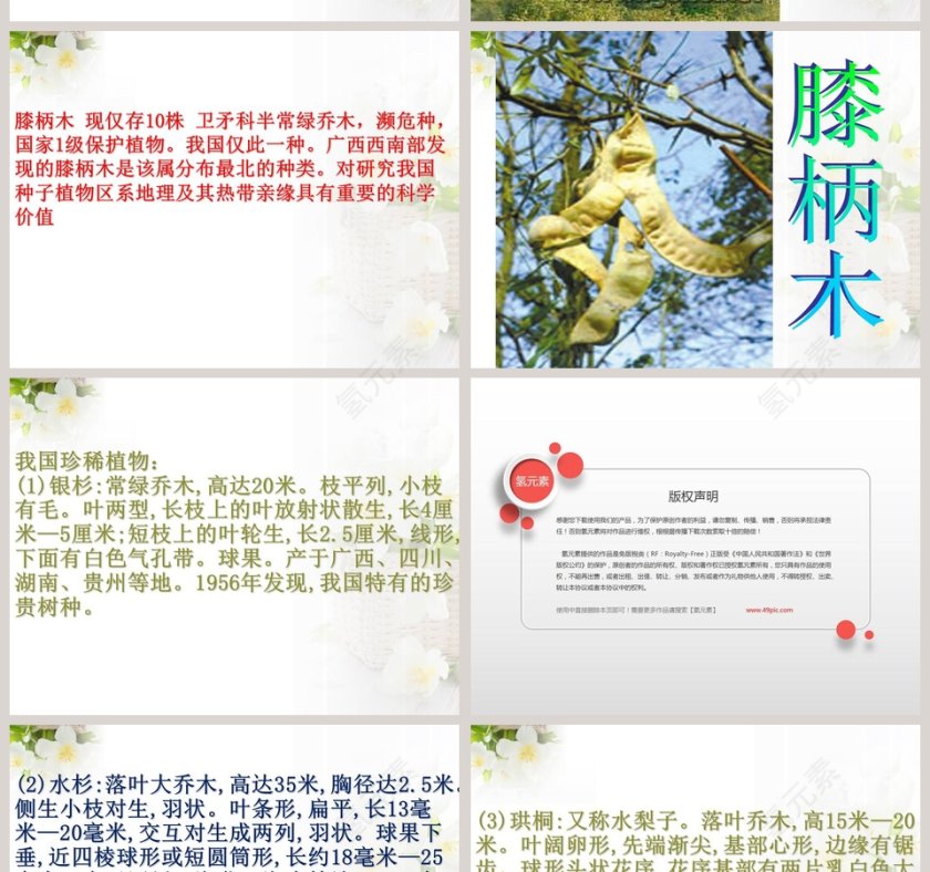 政务党建PPT模板-珍稀动植物保护工作汇报第10张