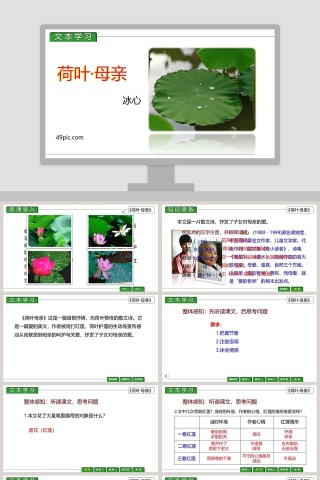 课文解析荷叶母亲语文课件PPT