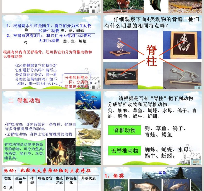 常见的动物教学ppt课件第2张