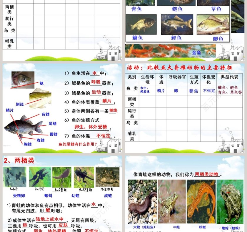 常见的动物教学ppt课件第3张