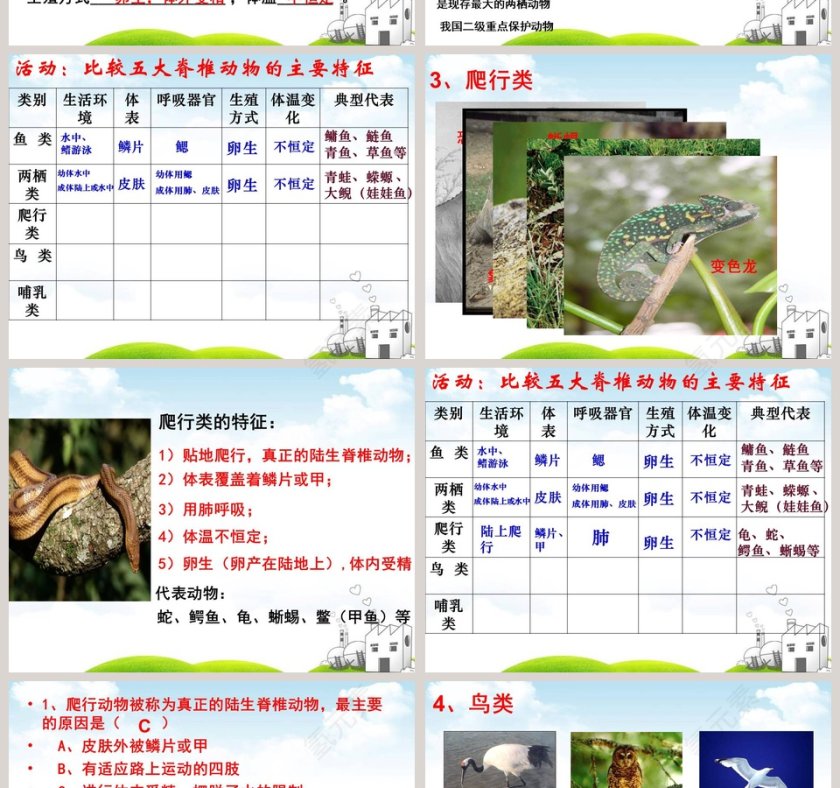 常见的动物教学ppt课件第4张