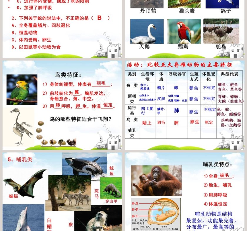 常见的动物教学ppt课件第5张