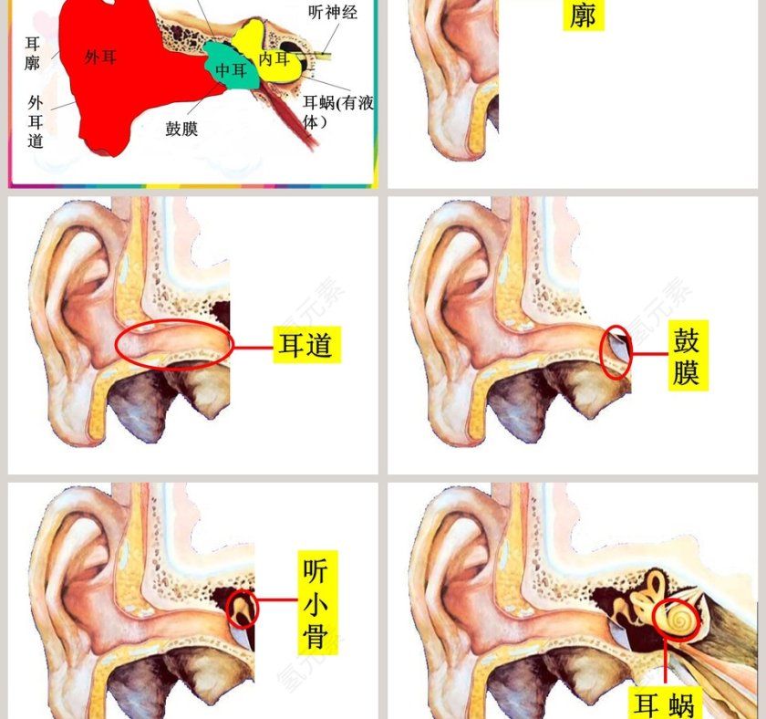 青岛版五年级科学上册-怎样听到声音教学ppt课件第3张