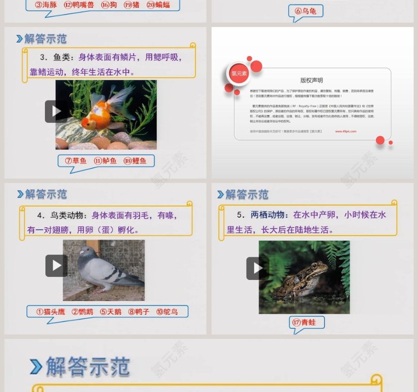 2-动物吃什么教学ppt课件第4张