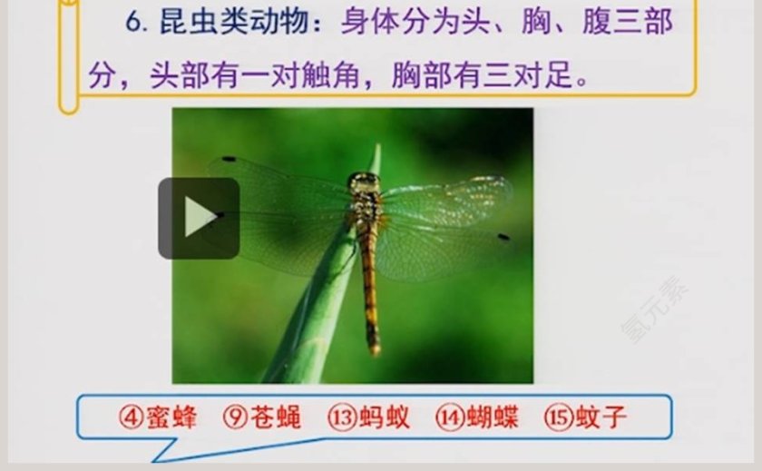 2-动物吃什么教学ppt课件第5张