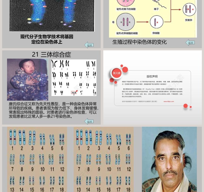 基因在亲子代间的传递与PPT模板设计第5张
