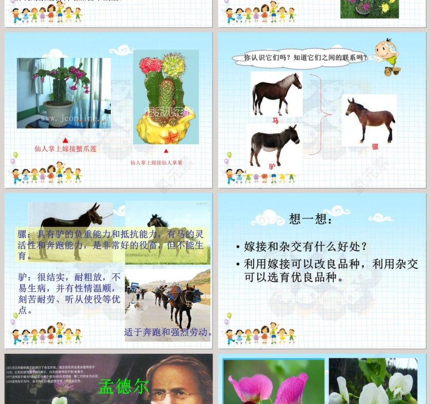 找遗传规律育良种教学ppt课件第2张