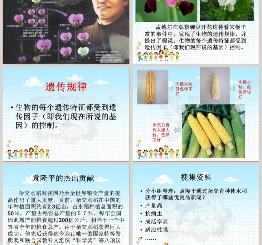 找遗传规律育良种教学ppt课件第3张