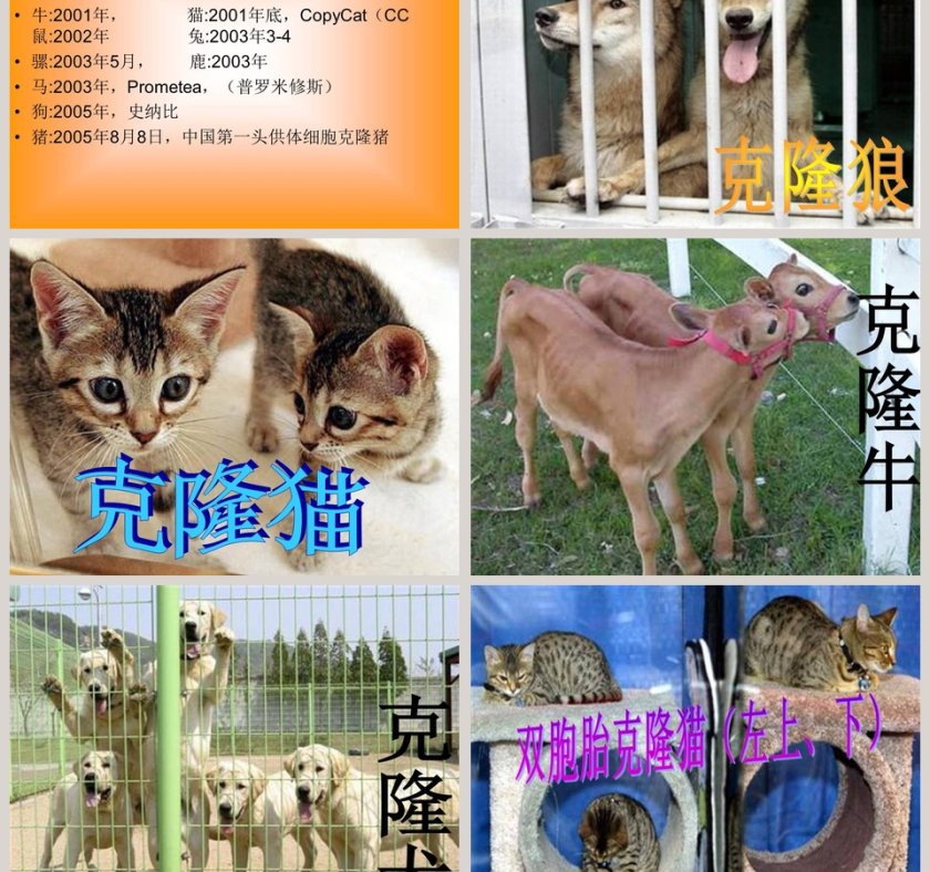 生物繁殖新技术教学ppt课件第3张