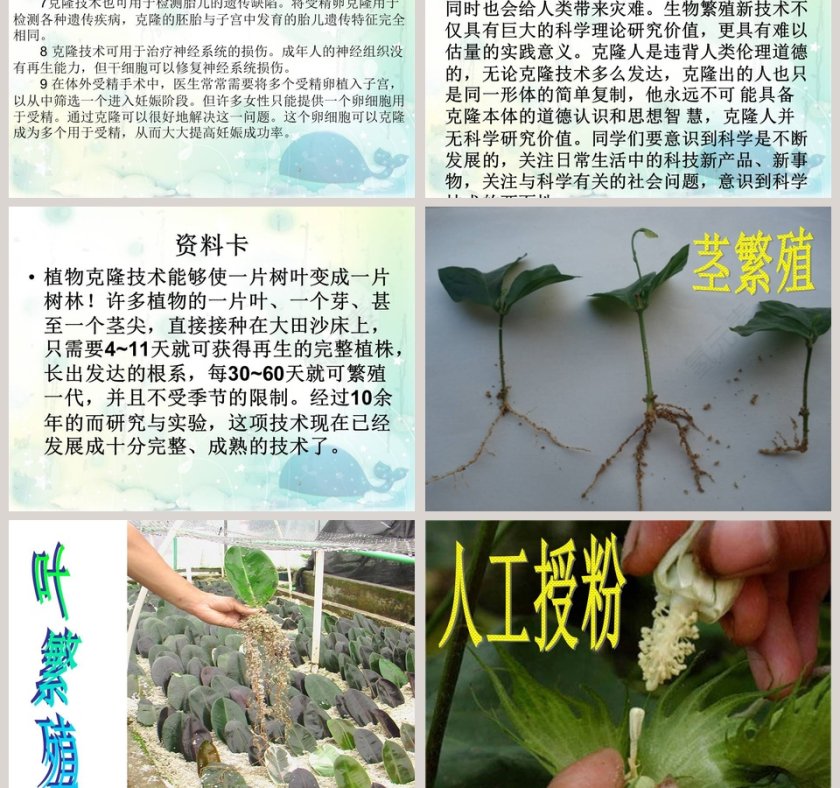 生物繁殖新技术教学ppt课件第5张