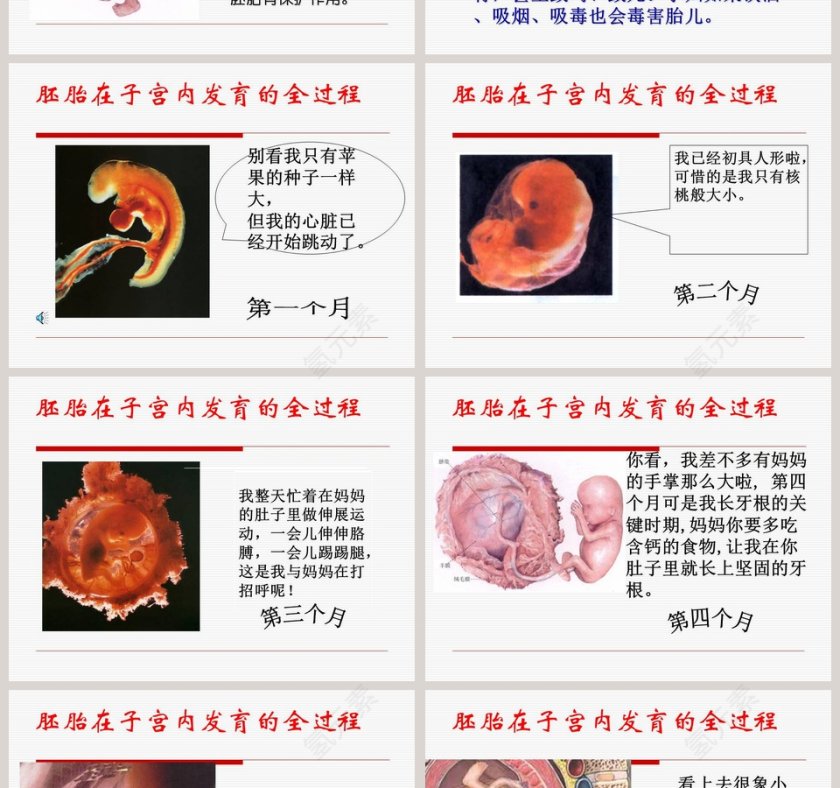 新生命的诞生-第二课时教学ppt课件第2张