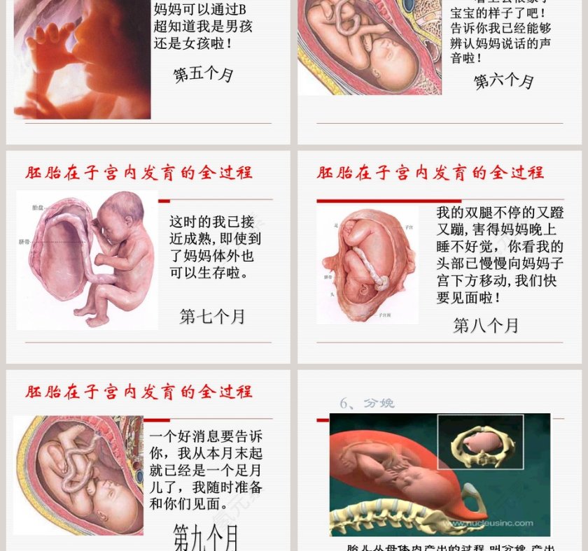 新生命的诞生-第二课时教学ppt课件第3张