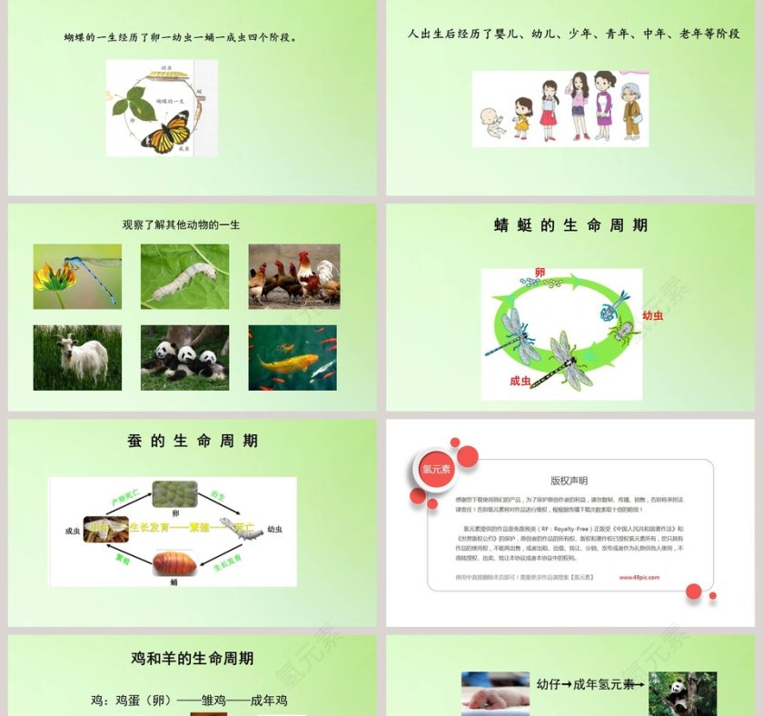 动物的一生教学ppt课件第2张