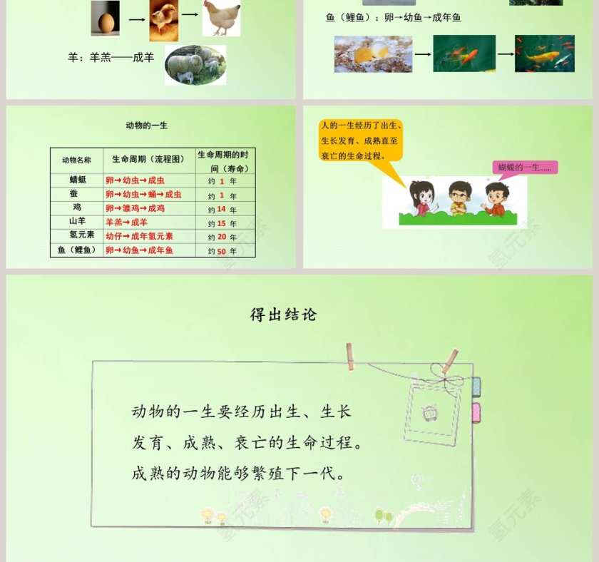 动物的一生教学ppt课件第3张