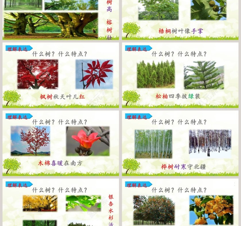 教师说课树之歌语文课件PPT第3张