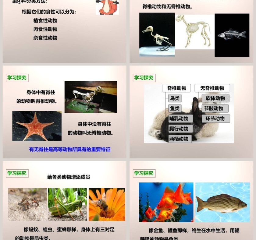 教科版   六年级上册-种类繁多的动物教学ppt课件第3张