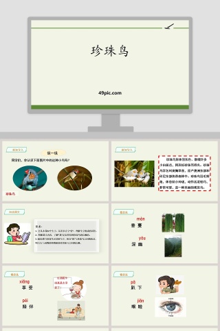 课文解析珍珠鸟语文课件PPT
