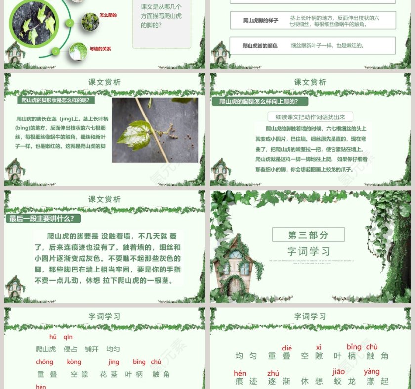 四年级语文课件《爬山虎的脚》PPT第3张