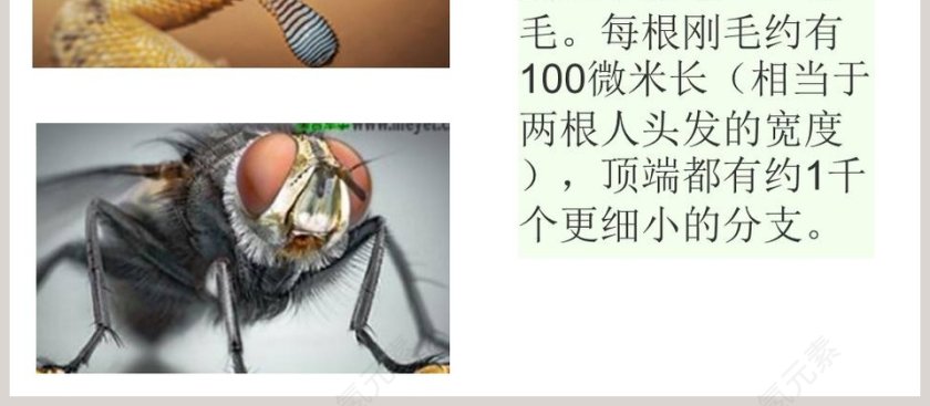 五年级科学上册PPT模板大全第4张