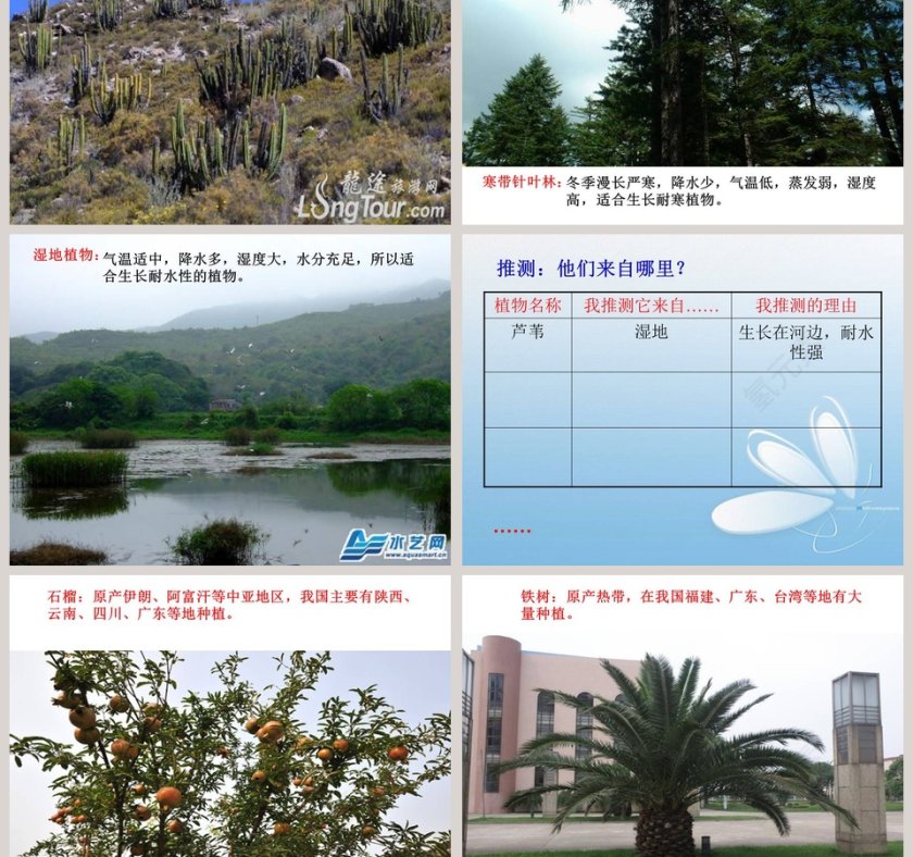 从南橘北枳说起教学ppt课件第3张