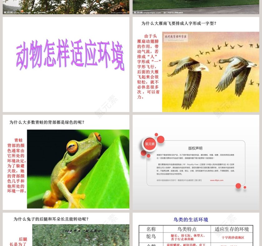 从南橘北枳说起教学ppt课件第4张