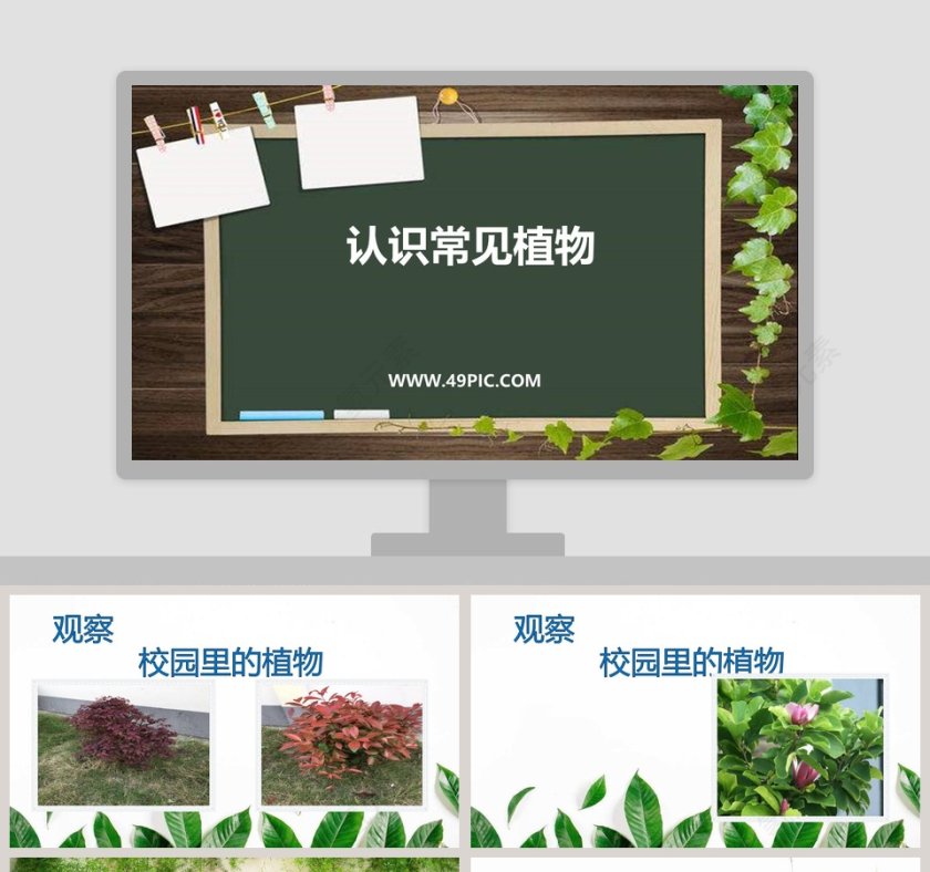 认识常见植物-教学ppt课件第1张
