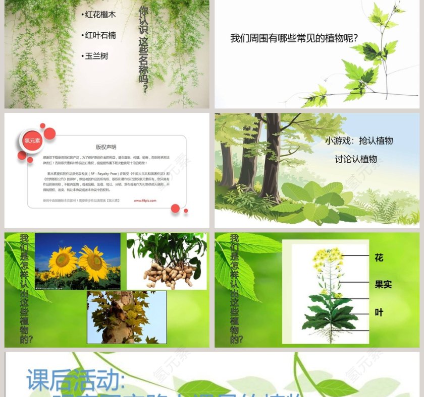 认识常见植物-教学ppt课件第2张