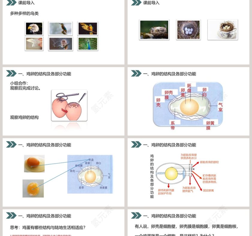 人教版初中生物八年级下册教学ppt课件第2张