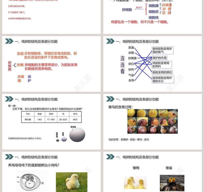 人教版初中生物八年级下册教学ppt课件第3张