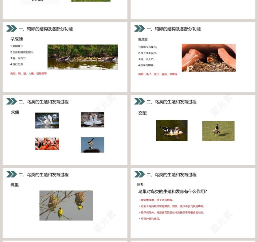 人教版初中生物八年级下册教学ppt课件第4张