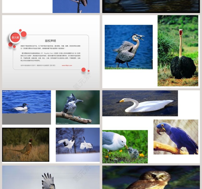 幼儿园中班科学课件PPT：鸟的王国第2张