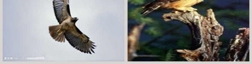 幼儿园中班科学课件PPT：鸟的王国第3张