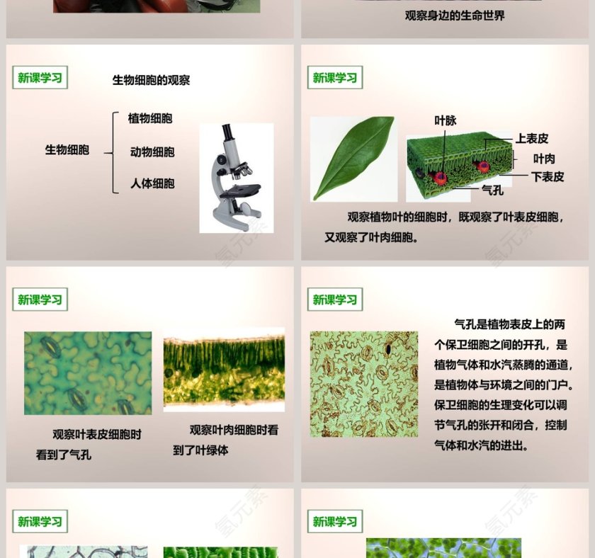教科版六年级下册课堂教学PPT模板第2张