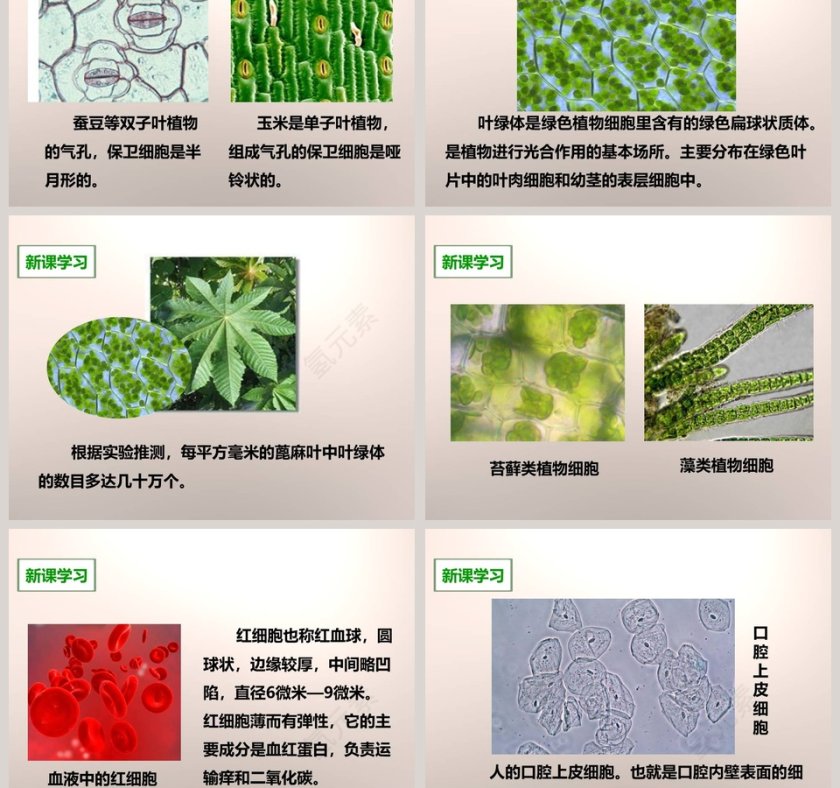 教科版六年级下册课堂教学PPT模板第3张
