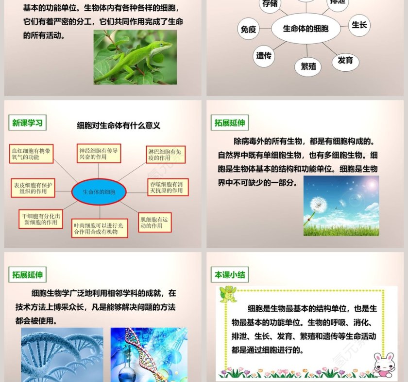 教科版六年级下册课堂教学PPT模板第5张