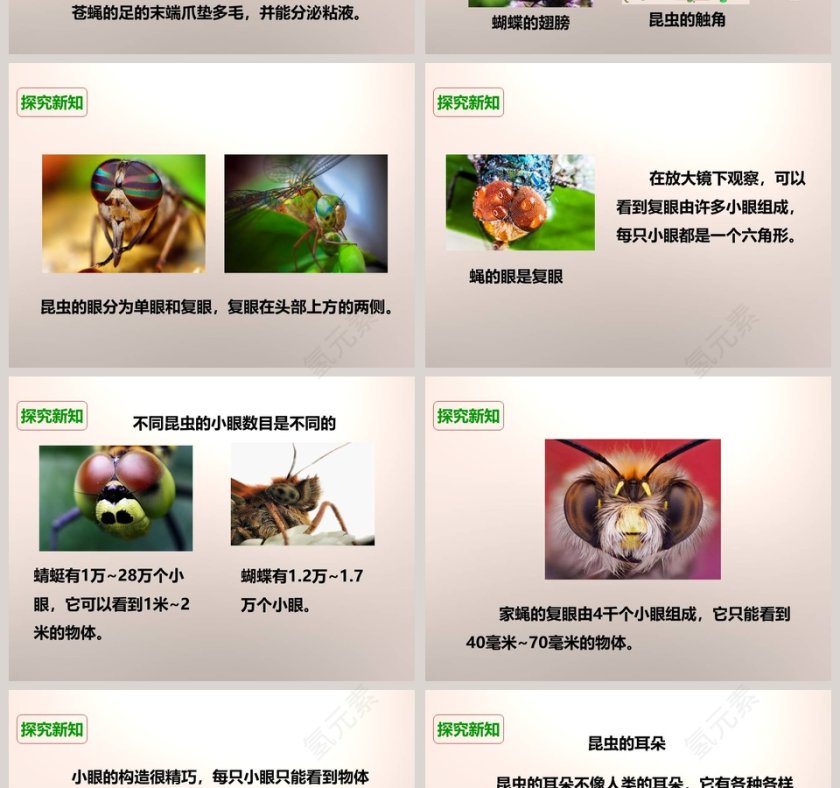 教科版六年级下册-放大镜下的昆虫世界教学ppt课件第2张