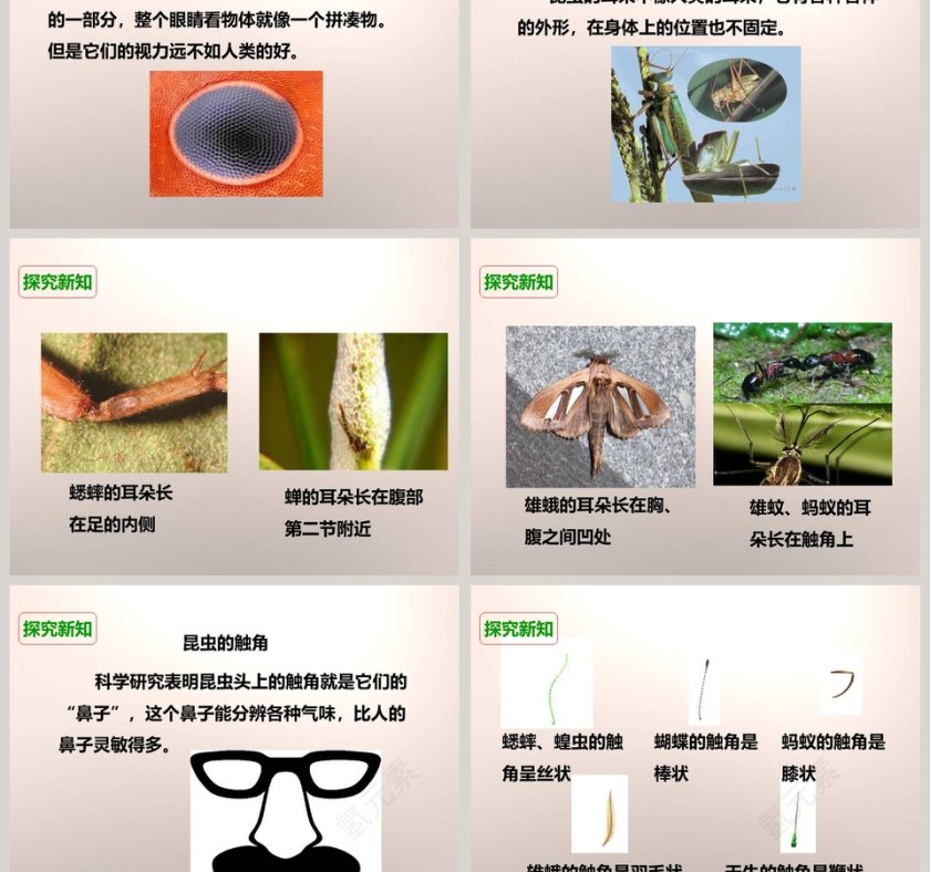 教科版六年级下册-放大镜下的昆虫世界教学ppt课件第3张