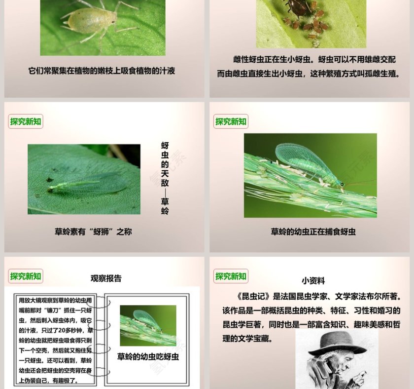 教科版六年级下册-放大镜下的昆虫世界教学ppt课件第5张
