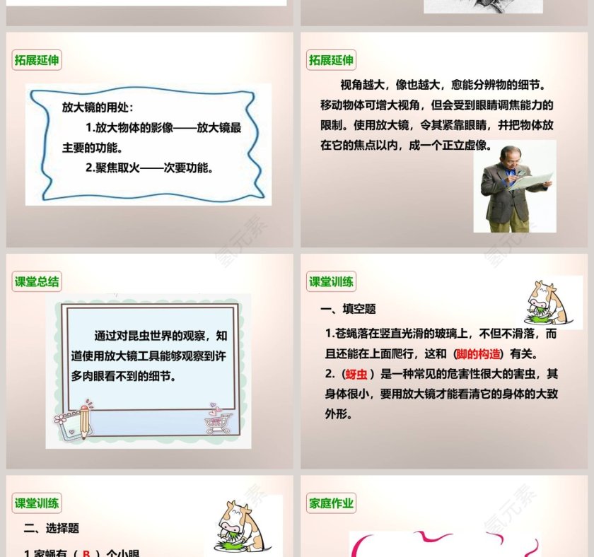 教科版六年级下册-放大镜下的昆虫世界教学ppt课件第6张