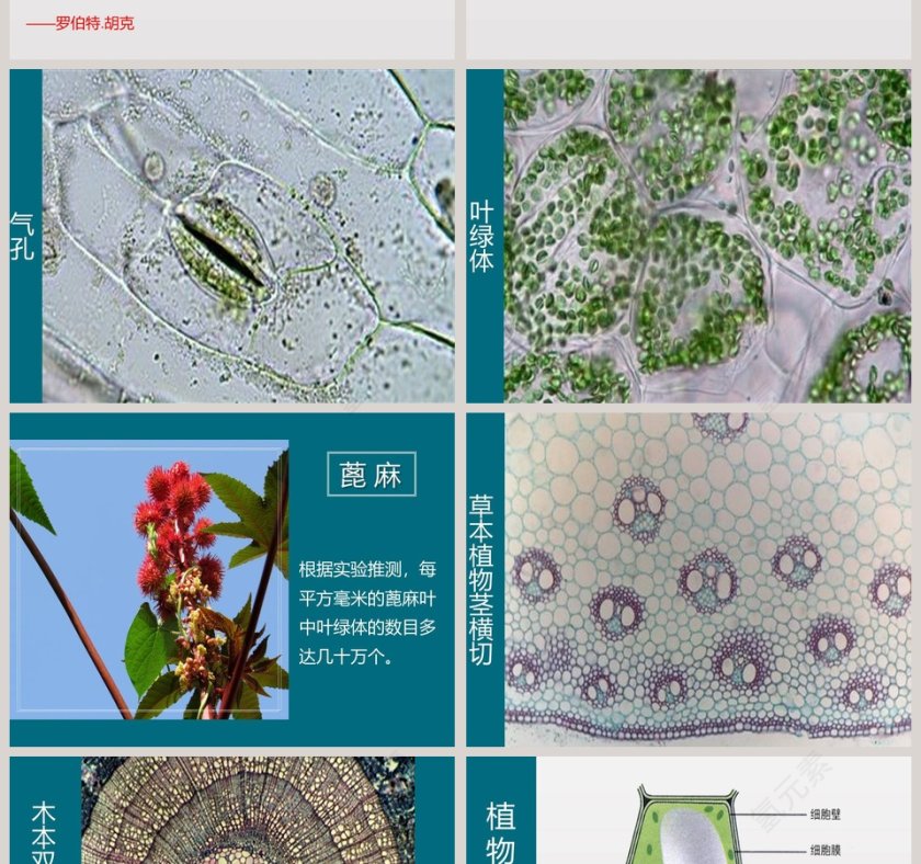 第五节 用显微镜观察身边的生命世界-二教学ppt课件第2张