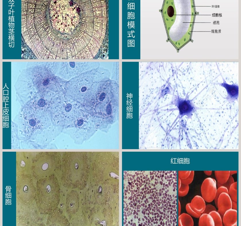 第五节 用显微镜观察身边的生命世界-二教学ppt课件第3张