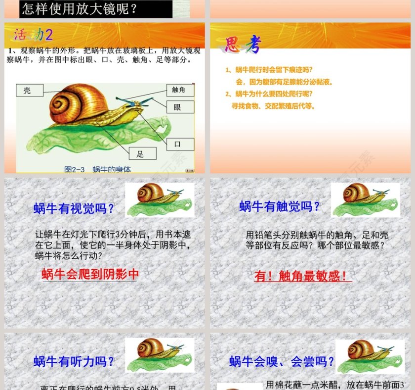 观察生物-第教学ppt课件第6张