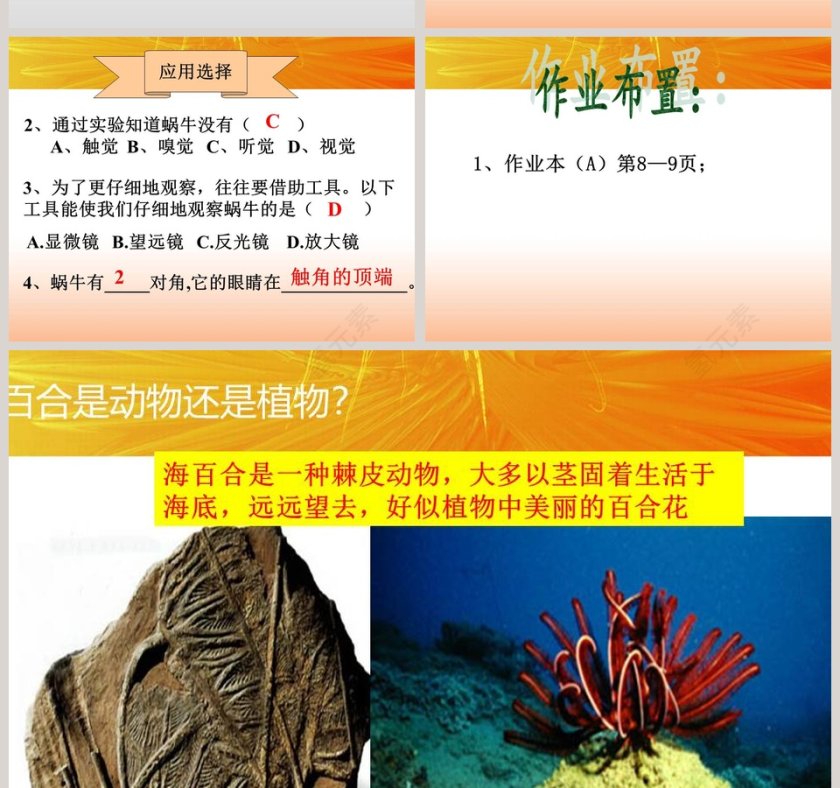 观察生物-第教学ppt课件第8张