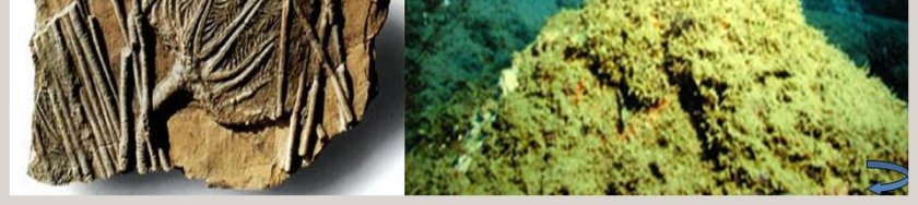 观察生物-第教学ppt课件第9张