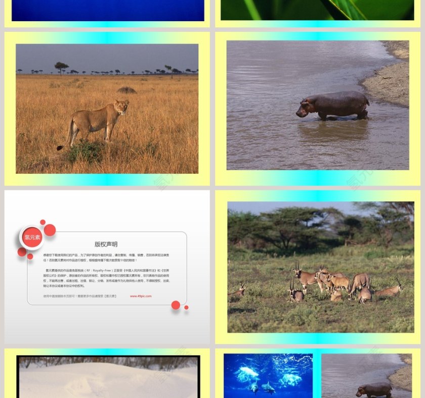 幼儿园中大班科学教育课件PPT：动物保护色第2张